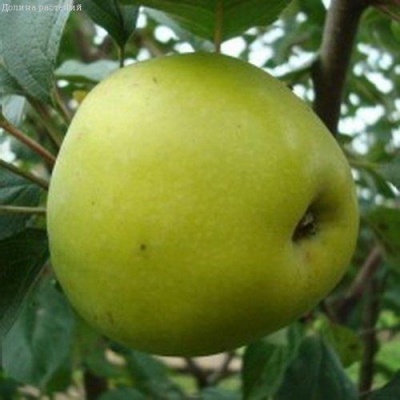 Яблоня КОШТЕЛЯ в Раменском