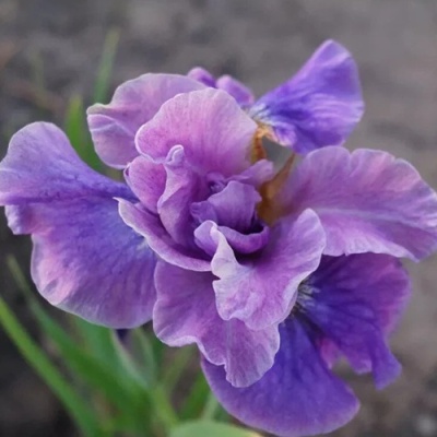 Ирис ХЭВИНГ ФАН сибирский в Раменском