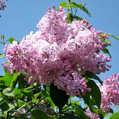 Сирень БУФФОН в Раменском