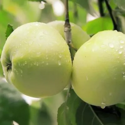 Саженцы яблони оптом в Раменском