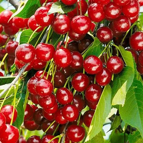 Вишня БРУСНИЦЫНА степная в Раменском