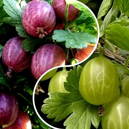 Комплект РЕДКИЙ СЧАСТЛИВЧИК в Раменском