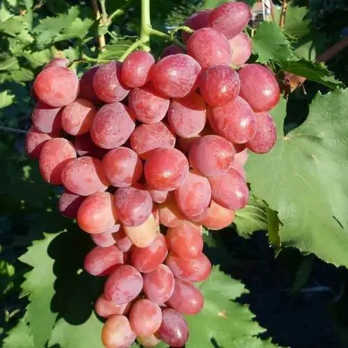 Виноград КИШМИШ ЗАПОРОЖСКИЙ в Раменском