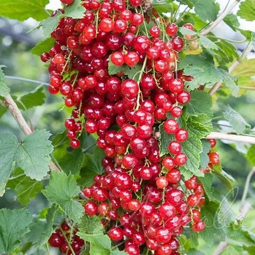 Смородина красная РЕД ЛЕЙК в Раменском