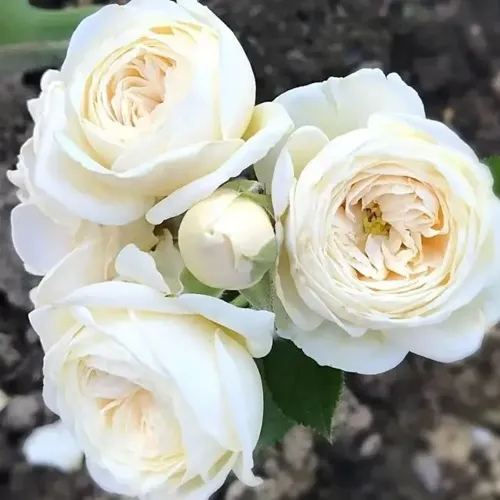 Роза АРТЕМИС шраб в Раменском