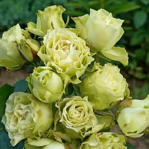 Роза ЛУВИАНА спрей в Раменском