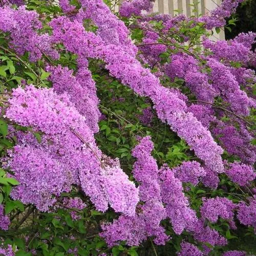 Сирень КИТАЙСКАЯ в Раменском