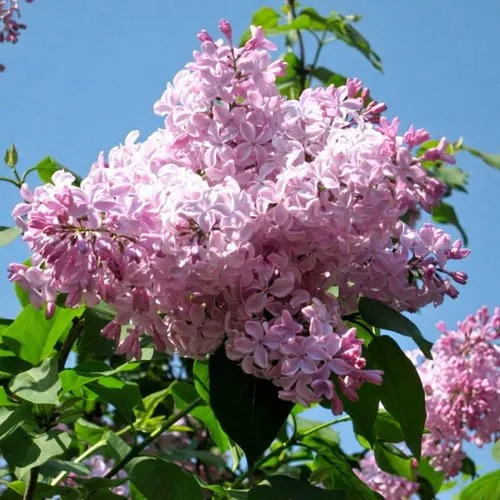Сирень БУФФОН в Раменском